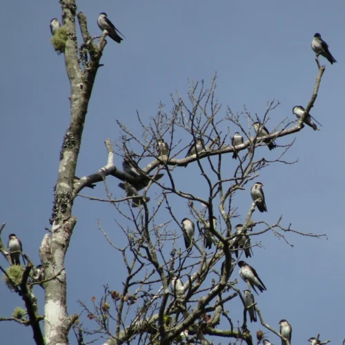 OBSERVACION DE AVES EN PARQUE HUISHUE 1